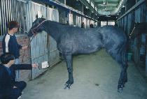 ���������̽�ũ (LOVELY GAY SHOOK) ����