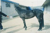 �õ庣�� (OLD BAY) ����