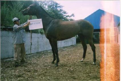 �����۸��� ����