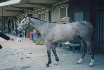 �÷���������ī (PLUMAS EUREKA) ����