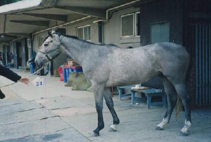 �÷���������ī ����