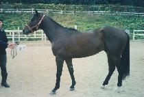 ��ο� (ROULEAU) ����