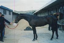 �þ�Ʋũ������ (SEATTLE CRAZE) ����