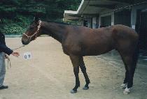 ������ (SIR WALTER) ����