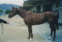 ȫ��Ư�� (HONGSEONGTEUKGEUP) ����