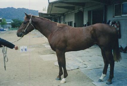 ȫ��Ư�� ����