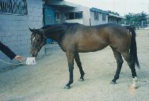 ����ġũ����Ʈ (SWITCHCRAFT) ����