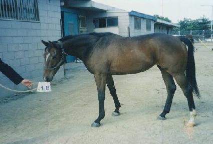 ����ġũ����Ʈ ����