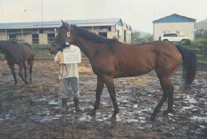 ȣ�ٽ� ����