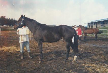 ���̵����̵� ����