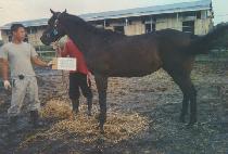 ��ġ������Ʈ (PEACHY PROSPECT) ����