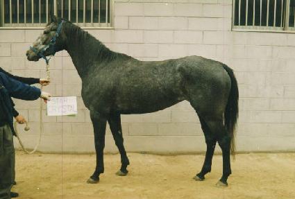 ��Ÿũ����Ż ����