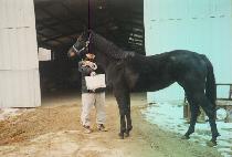 �߸�������� (YAMATO SAKURA) ����