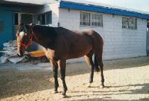 BUFFALO KIT ����