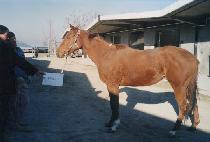 �����ϸ�� (BLUE HARMONY) ����