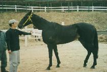 ���������� (UPPER HEIGHTS) ����