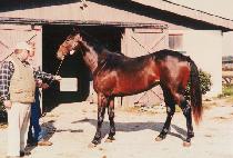 ������ (CAFE G.) ����