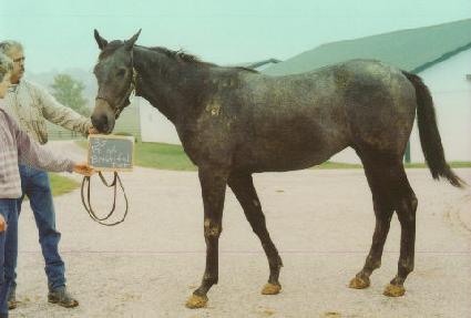 �ö��׽�ŵ ����