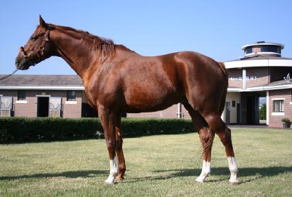 ��������̵帲 ����