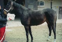 ������Ƽ�� (WAR NATIVE) ����