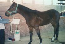 ������� (GOLD JUMPER) ����