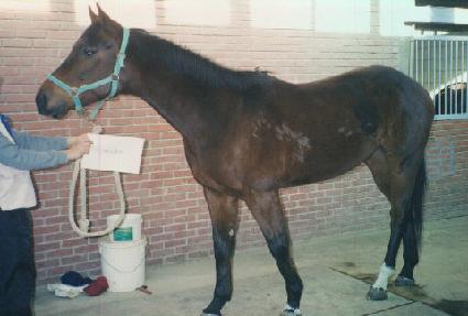 ������� ����