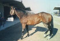 ���̾Ƹ����� (DIAMOND DOCTOR) ����