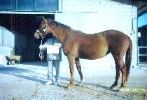 �׷���ٸ� (GROOM��S DARLING) ����