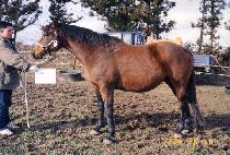 ���Ӵ�� (GOLD MEDALLION) ����