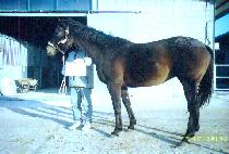 ĳ�������ƽý� (CARIBBEAN OASIS) ����