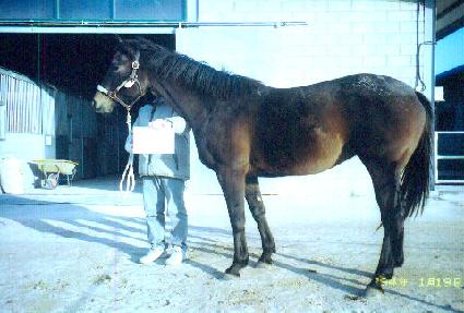 ĳ�������ƽý� ����