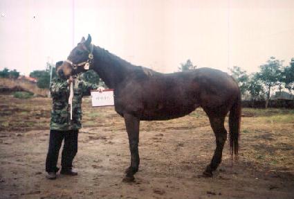 ������ ����