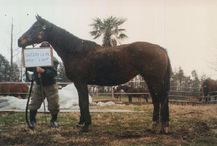 ����̾����Ʈ ����