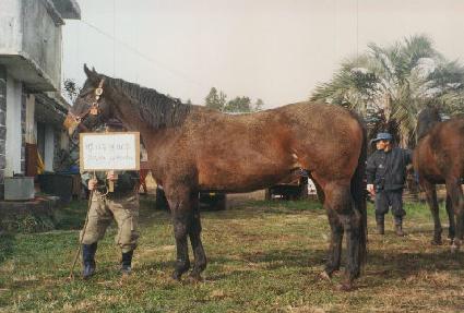 �������ι��� ����