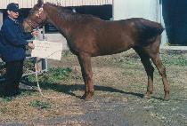 ���ǵ𼼹̿���ġ (SPEEDY SAMI H) ����