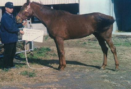 ���ǵ𼼹̿���ġ ����