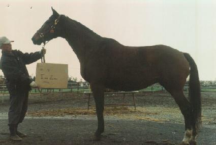 �̳��ָ� ����