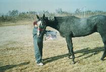 ���귲�� (GIBRALTER) ����