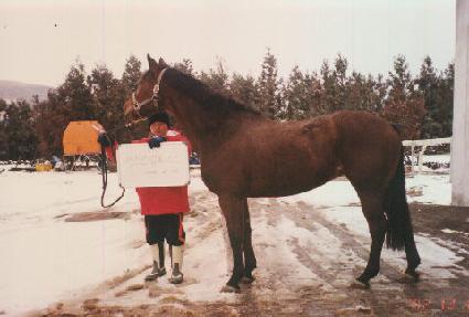 ����Ʈ�������� ����