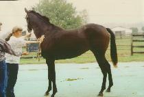 �����غ����� (I��LL HAVE A DOUBLE) ����