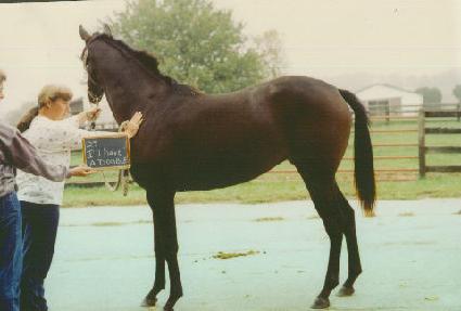 �����غ����� ����