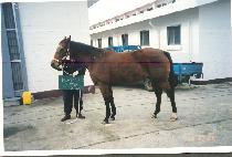 DIAMOND STAR picture