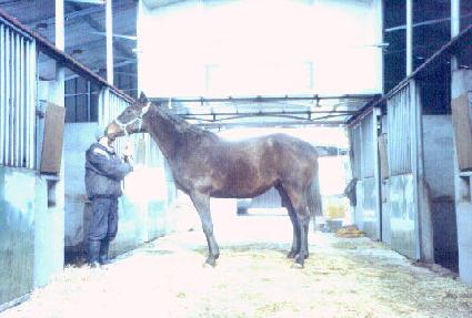 ���������Ʈ ����