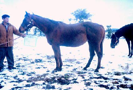 ���׼����Ƴ� ����