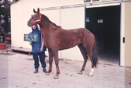 ������ ����