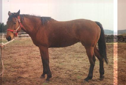 �𵨾�Ʈ���� ����