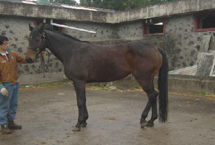 �ε����̾Ƹ�� ����