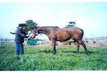 ����Ʈ����� (VALENT HERO) ����