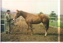 ĳ������ (CASTLE OWNER) ����