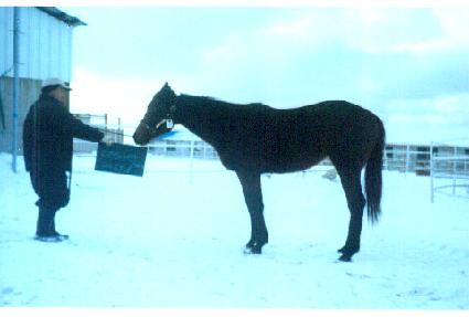 ���� ����